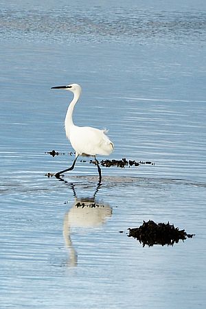 Little Egret