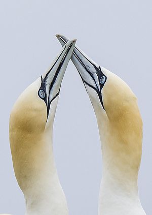 Gannets