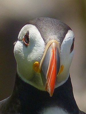 Puffin