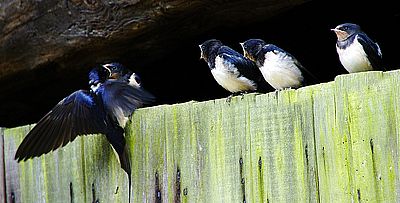 Swallows