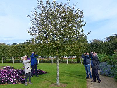 bird watching walled garden