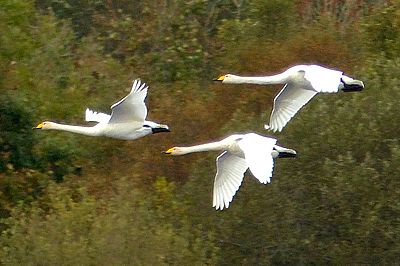 Whooper Swans
