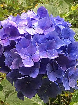hydrangea