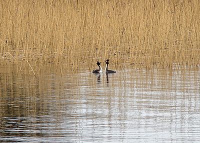 great crested grebes