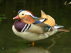 mandarin duck